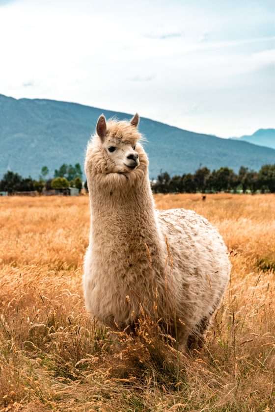 lama en bolivie