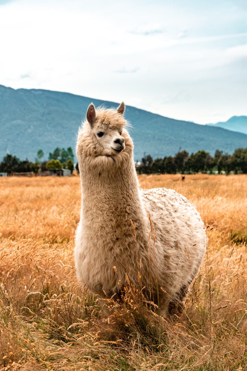 lama en bolivie